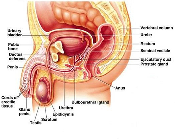 Sex dictionary